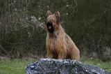 BRIARD 268